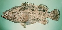 Image of Epinephelus fuscoguttatus (Brown-marbled grouper)