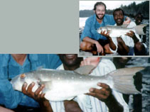 Image of Ephippion guttifer (Prickly puffer)