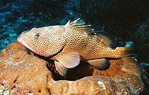 Image of Epinephelus guttatus (Red hind)