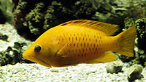 Image of Epibulus insidiator (Sling-jaw wrasse)