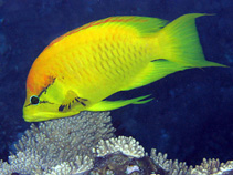 Image of Epibulus insidiator (Sling-jaw wrasse)