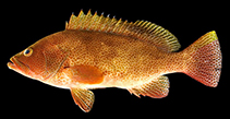 Image of Epinephelus japonicus 