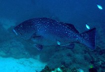 Image of Epinephelus multinotatus (White-blotched grouper)