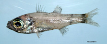 Image of Epigonus pandionis (Bigeye)