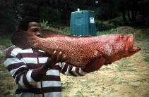 Image of Epinephelus posteli (Striped-fin grouper)