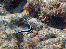 Image of Equetus punctatus (Spotted drum)