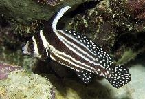 Image of Equetus punctatus (Spotted drum)