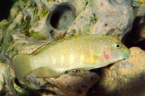 Image of Eretmodus cyanostictus (Tanganyika Clown)