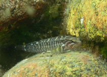 Image of Ernogrammus hexagrammus (Six-lined prickleback)