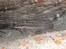 Image of Ernogrammus walkeri (Masked prickleback)