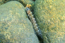 Image of Ernogrammus zhirmunskii (Seven-lined prickleback)