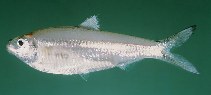 Image of Escualosa thoracata (White sardine)