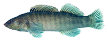 Image of Etheostoma acuticeps (Sharphead darter)