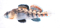 Image of Etheostoma bison (Buffalo darter)