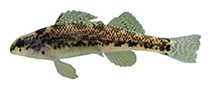 Image of Etheostoma chermocki (Vermilion darter)