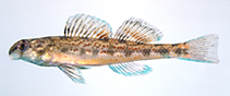 Image of Etheostoma colorosum (Coastal darter)