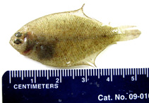 Image of Etropus cyclosquamus (Shelf flounder)