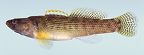 Image of Etheostoma flabellare (Fantail darter)