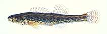 Image of Etheostoma fusiforme (Swamp darter)