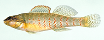 Image of Etheostoma hopkinsi (Christmas darter)