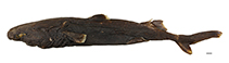 Image of Etmopterus litvinovi (Smalleye lantern shark)