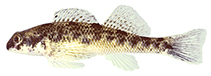 Image of Etheostoma longimanum (Longfin darter)