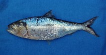 Image of Ethmidium maculatum (Pacific menhaden)