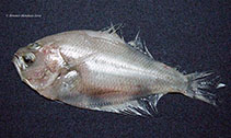 Image of Etropus pacificus (Delsman\