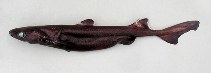 Image of Etmopterus princeps (Great lanternshark)