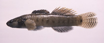 Image of Etheostoma pseudovulatum (Egg-mimic darter)