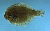 Image of Etropus rimosus (Gray flounder)