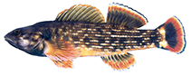 Image of Etheostoma rufilineatum (Redline darter)