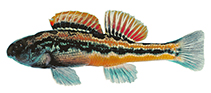 Image of Etheostoma simoterum (Snubnose darter)