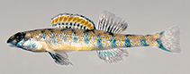 Image of Etheostoma stigmaeum (Speckled darter)