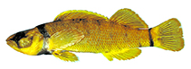 Image of Etheostoma tippecanoe (Tippecanoe darter)