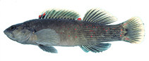 Image of Etheostoma vulneratum (Wounded darter)