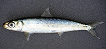 Image of Etrumeus wongratanai 