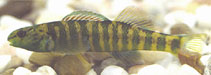 Image of Etheostoma zonifer (Backwater darter)