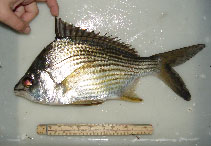 Image of Eugerres brasilianus (Brazilian mojarra)