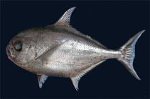 Image of Eumegistus brevorti (Tropical pomfret)