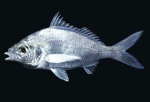 Image of Eucinostomus dowii (Dow\