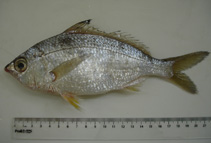 Image of Eucinostomus gula (Jenny mojarra)