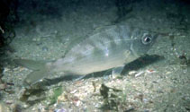 Image of Ulaema lefroyi (Mottled mojarra)