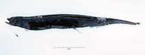 Image of Eustomias macrurus (Yellowstem dragonfish)