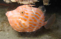 Image of Eubalichthys mosaicus (Mosaic leatherjacket)