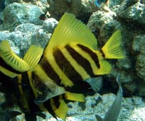 Image of Evistias acutirostris (Striped boarfish)