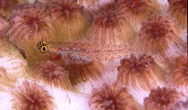 Image of Eviota albolineata (White-line dwarfgoby)