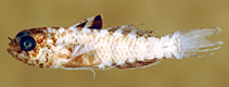 Image of Eviota amphipora (Twinpore dwarfgoby)