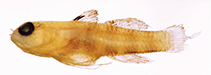 Image of Eviota angustifascia (Whiteline dwarfgoby)