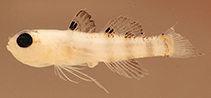 Image of Eviota angustifascia (Whiteline dwarfgoby)